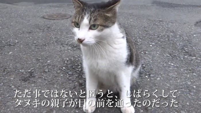 座る猫