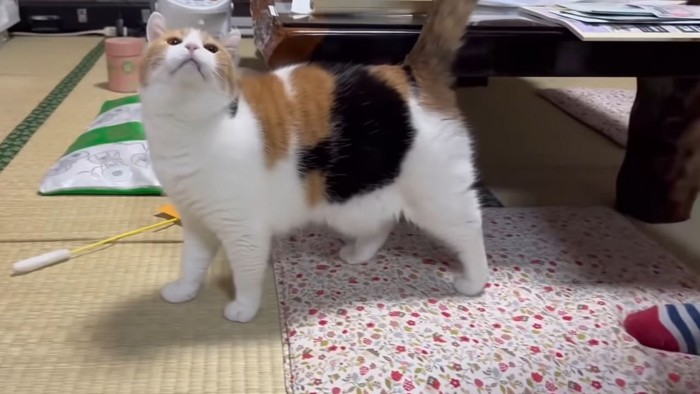 上を向く三毛猫