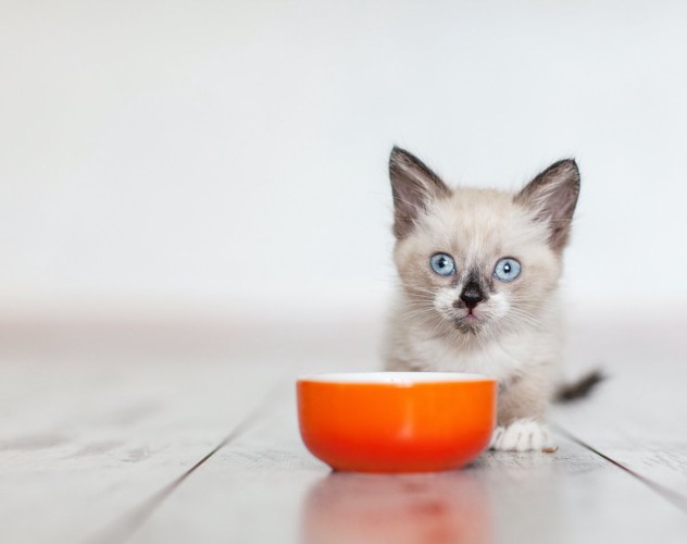 食べる子猫