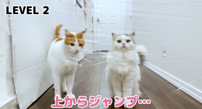 並んでいる猫