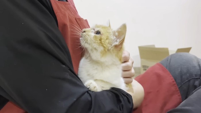 見上げる子猫