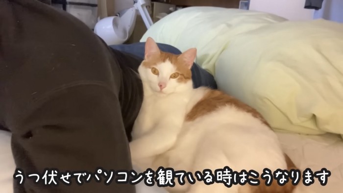 飼い主にもたれかかる猫