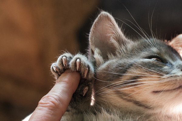 爪が痛そうな猫の肉球を触る手