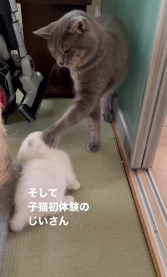 「こうだぞ！」と連続猫パンチ！