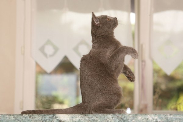 仕切りのないキッチンに座る猫