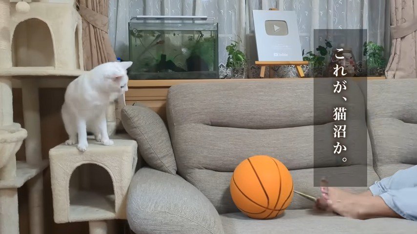 これが、猫沼か。