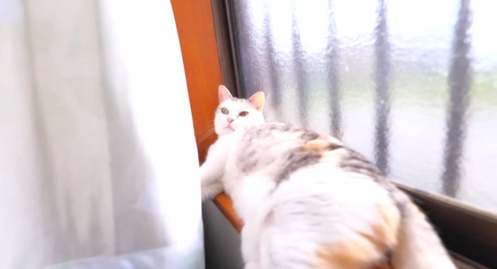 顔を上げる猫