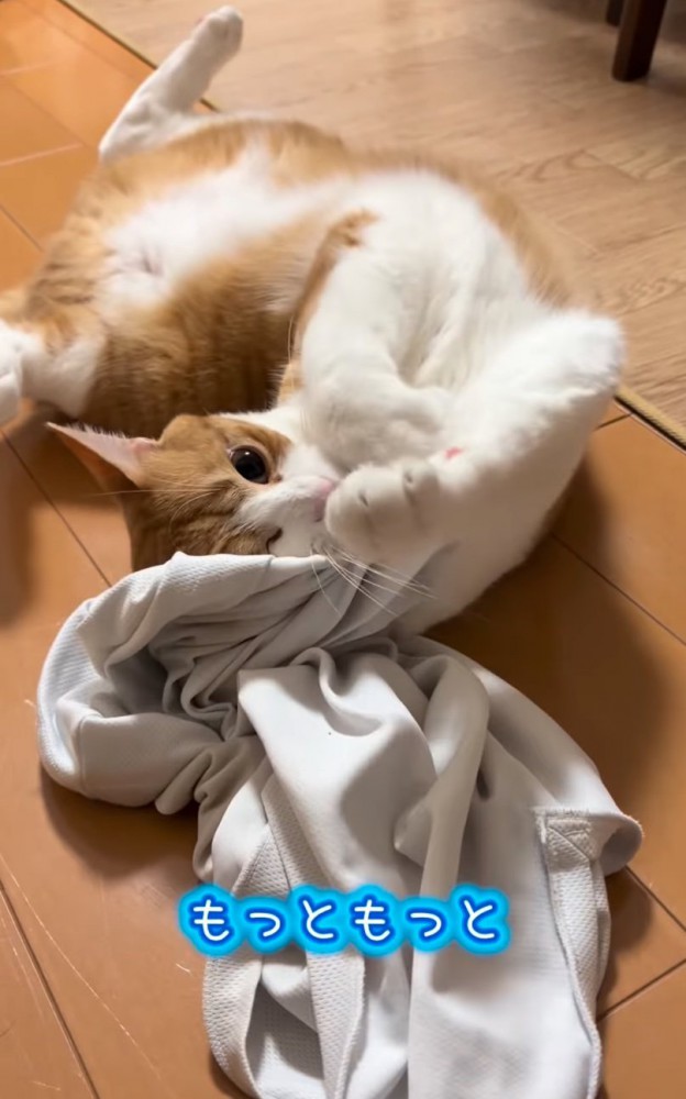 頭をシャツに入れて暴れる猫