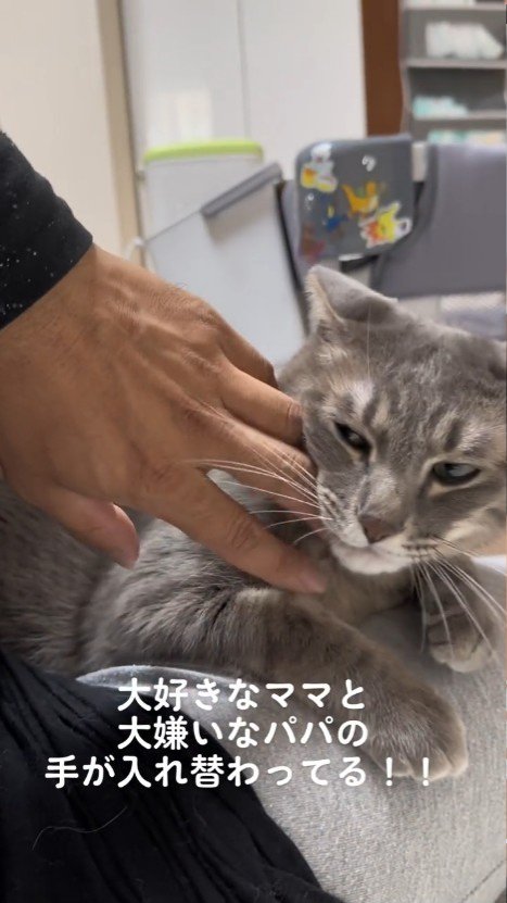 イカ耳の猫