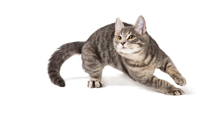 踵を返す猫