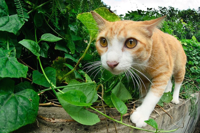 こちらを見ないで歩く茶猫