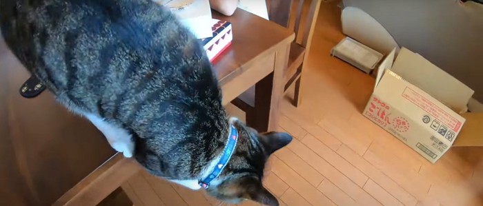 おりようとする猫