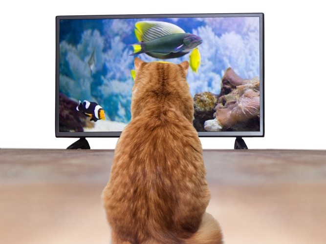 テレビを見つめる猫