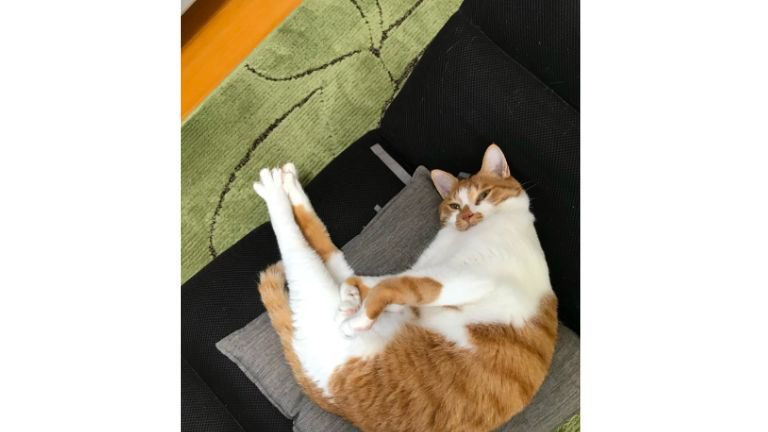 寝ている猫