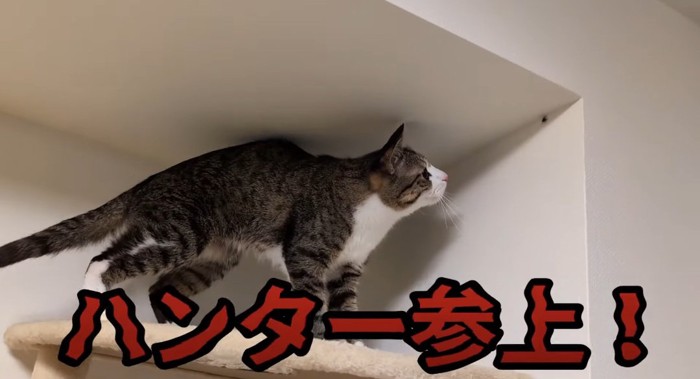 クモを追う猫