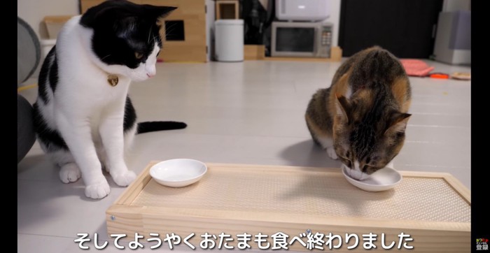 完食する2匹の猫