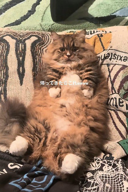 仰向けの猫