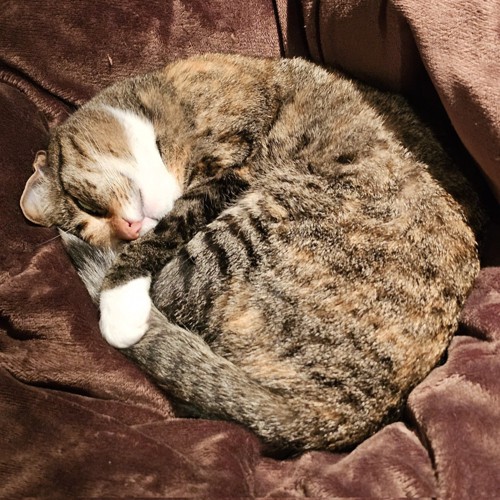 眠る猫