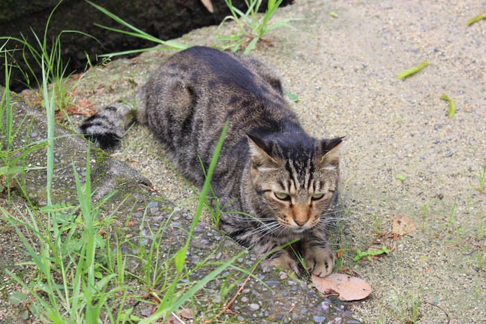 地面に寝そべるキジトラ猫