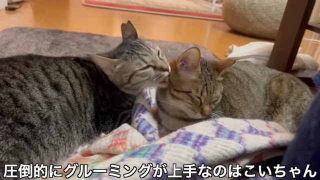 別の猫をグルーミングする猫