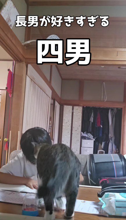 宿題をしている男の子と猫