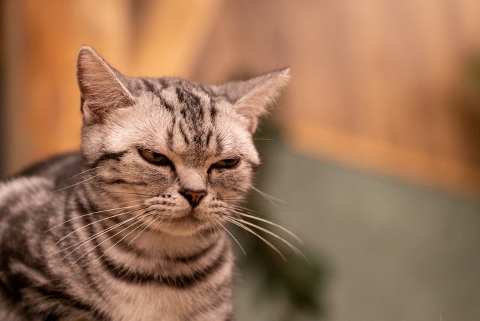 機嫌が悪そうに横目でじっと睨む猫