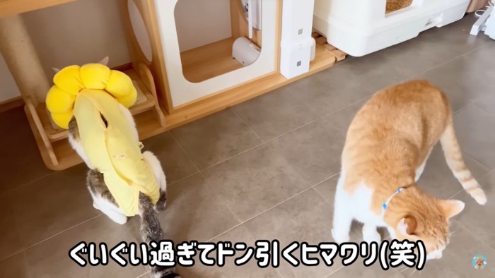 他猫の餌を食べる