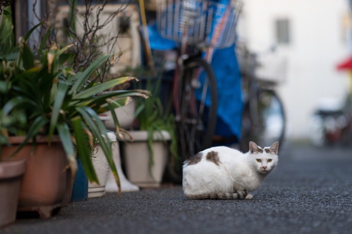 路地ののらねこ