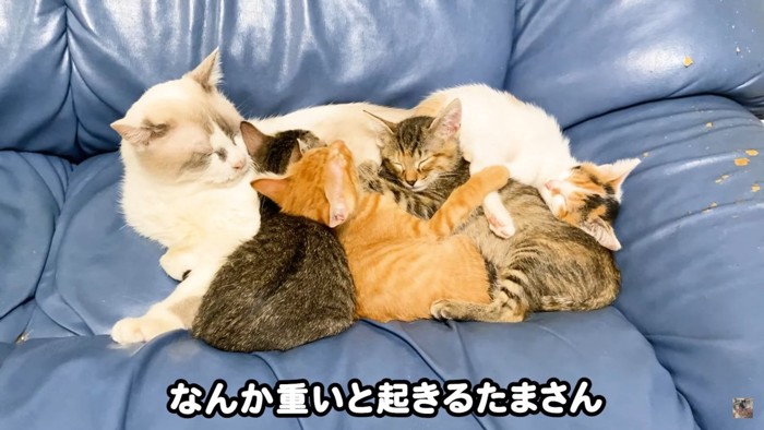 眠る猫たち