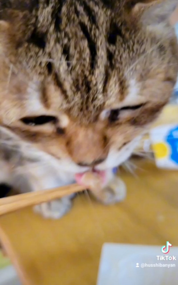 納豆を食べる猫