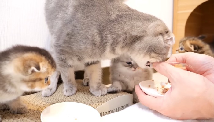 ご飯を狙う猫