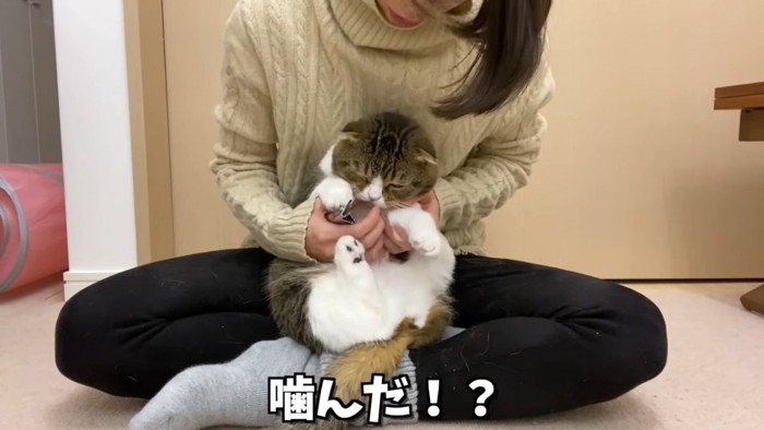 人の手を噛む猫