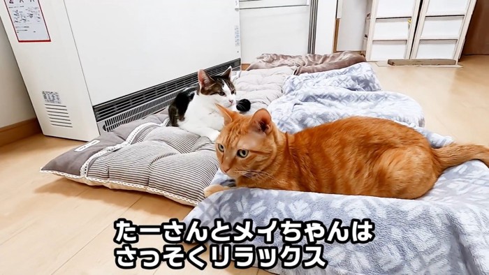 クッションでくつろぐ二匹の猫