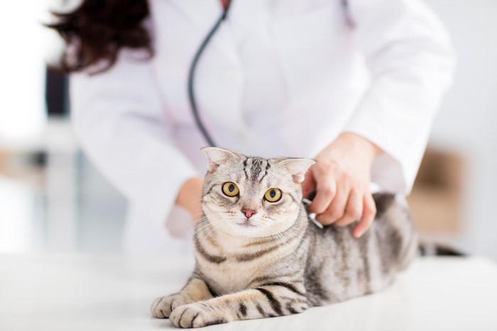 診察中の猫