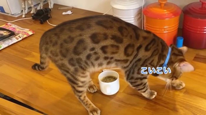 コーヒーのカップをまたぐ猫