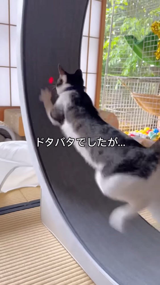 キャットホイールに乗る猫の後ろ姿