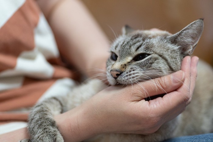 手に噛みつく猫