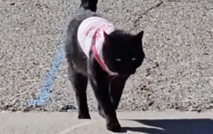 ピンクの服を着た黒猫
