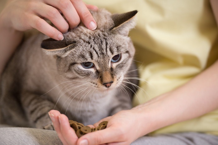 女性から餌をもらっている猫