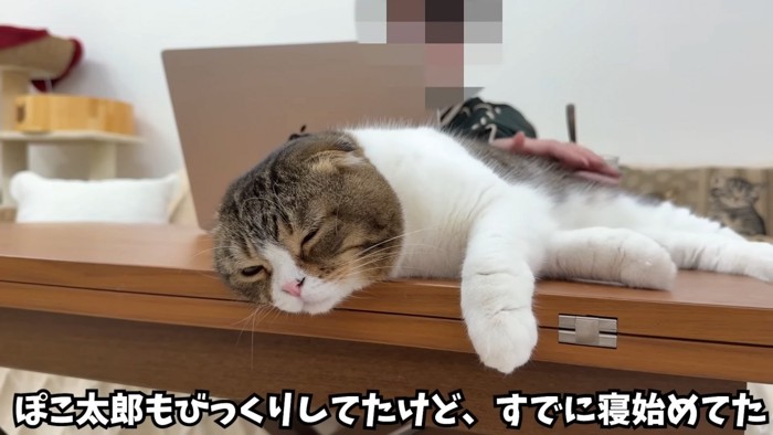 テーブルの上で寝ている猫