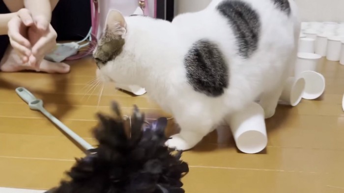 コップを倒す猫