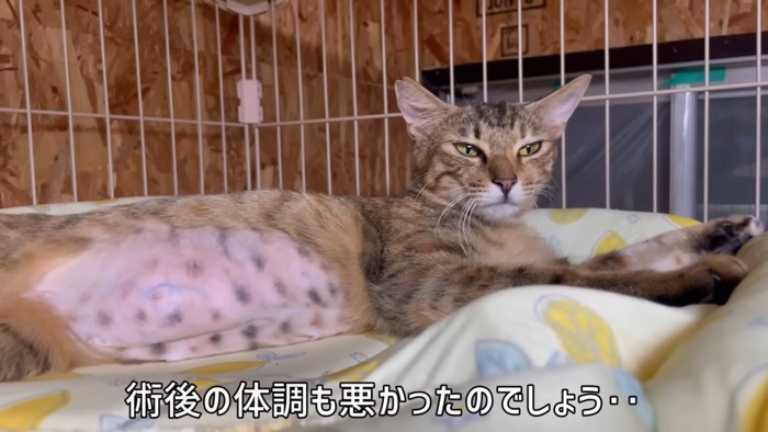 横になる猫