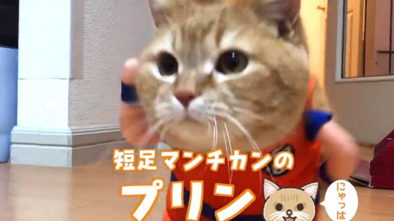 室内を歩く猫