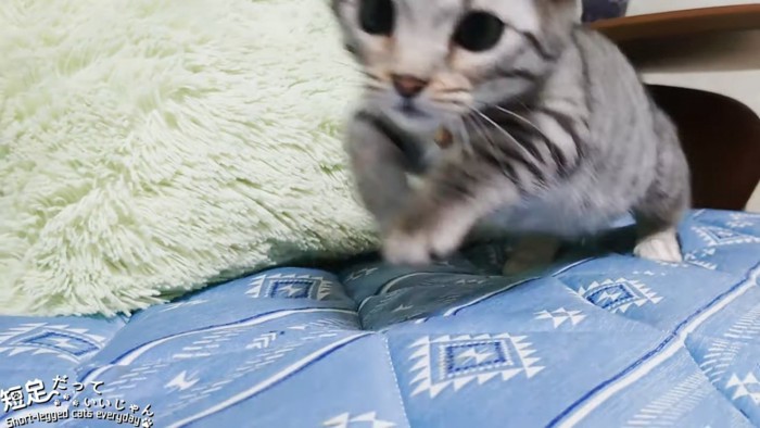 走り出す猫