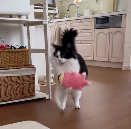 咥えていたぬいぐるみを落としてしまった猫