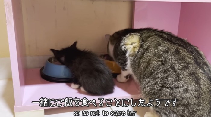 子猫と一緒にご飯を食べる猫