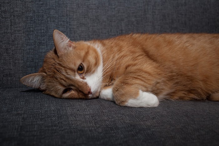 悲しげな様子でソファに横たわる猫