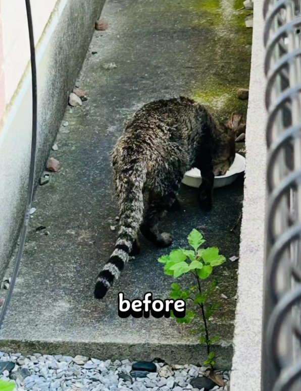 ボロボロの猫