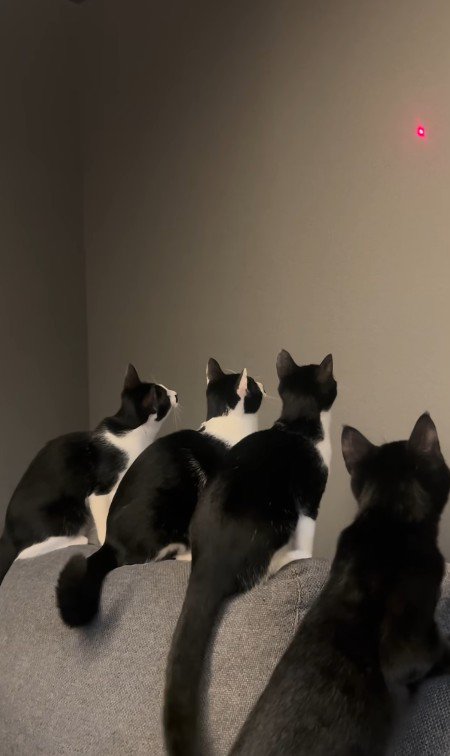 壁を見ている4匹の猫