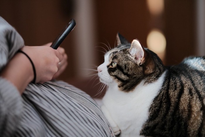 足の上に乗る遊ぶ猫